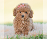Puppy 14 Poodle (Miniature)