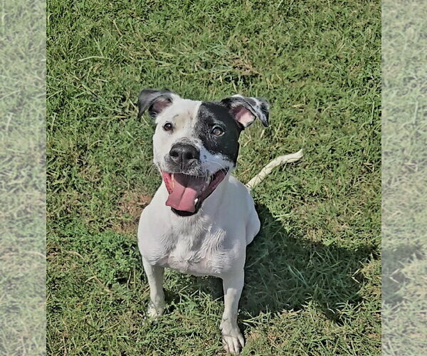 Medium Photo #1 Mutt Puppy For Sale in Jackson, MS, USA