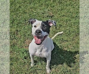 Mutt Dogs for adoption in Jackson, MS, USA