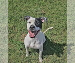 Scotty - Male Mutt Dog for Adoption - Small photo