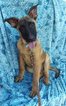 Small Photo #1 Dutch Shepherd Dog Puppy For Sale in QUARRYVILLE, PA, USA