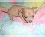 Small #6 Chihuahua