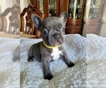 Small Photo #11 French Bulldog Puppy For Sale in FAYETTEVILLE, NC, USA