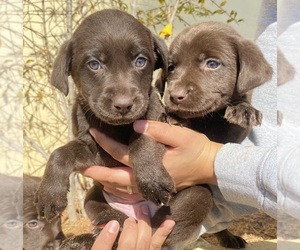 Labrador Retriever Puppy for sale in MORENO VALLEY, CA, USA