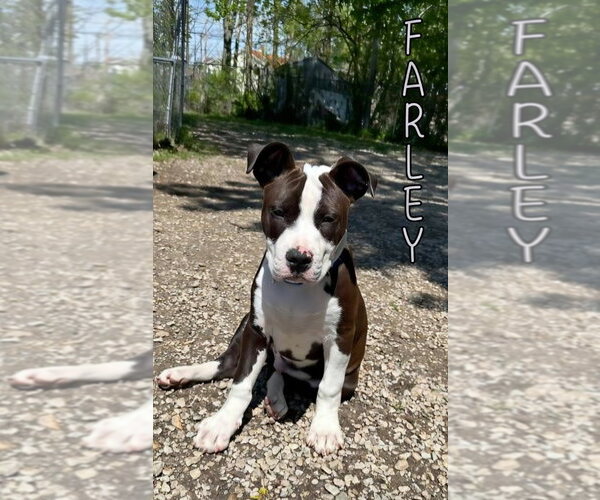 Medium Photo #2 Mutt Puppy For Sale in Port Clinton, OH, USA