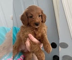 Small Photo #6 Miniature Bernedoodle Puppy For Sale in MIDDLETOWN, OH, USA