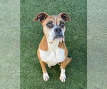 Small #5 Boxer