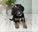 Small #1 Bernedoodle (Miniature)