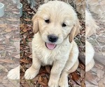 Small Photo #18 Golden Retriever Puppy For Sale in CAMILLA, GA, USA