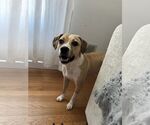 Small #3 Beagle Mix