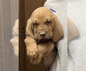 Bloodhound Puppy for sale in FORT MORGAN, CO, USA