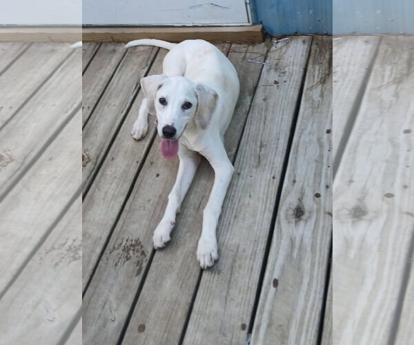 Medium Photo #8 Mutt Puppy For Sale in Murfreesboro, NC, USA