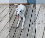 Small #7 Mutt
