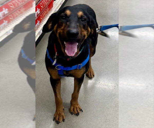 Medium Photo #2 Mutt Puppy For Sale in Fairfax, VA, USA