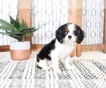 Small Photo #4 Cavalier King Charles Spaniel Puppy For Sale in NAPLES, FL, USA