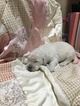Small Photo #2 Golden Retriever Puppy For Sale in RAMONA, CA, USA