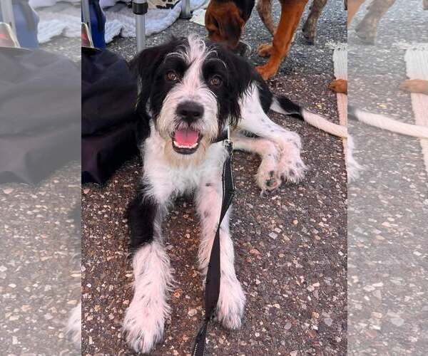 Medium Photo #3 Pointer-Unknown Mix Puppy For Sale in Woodbury, NY, USA