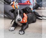 Small #2 Labrador Retriever Mix