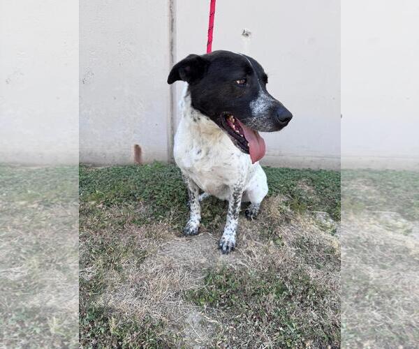 Medium Photo #3 Labrador Retriever-Unknown Mix Puppy For Sale in Rowlett, TX, USA