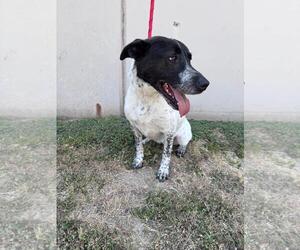 Crona - Female Labrador Retriever-Unknown Mix Dog for Adoption - Photo #3