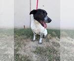 Small #2 Labrador Retriever Mix
