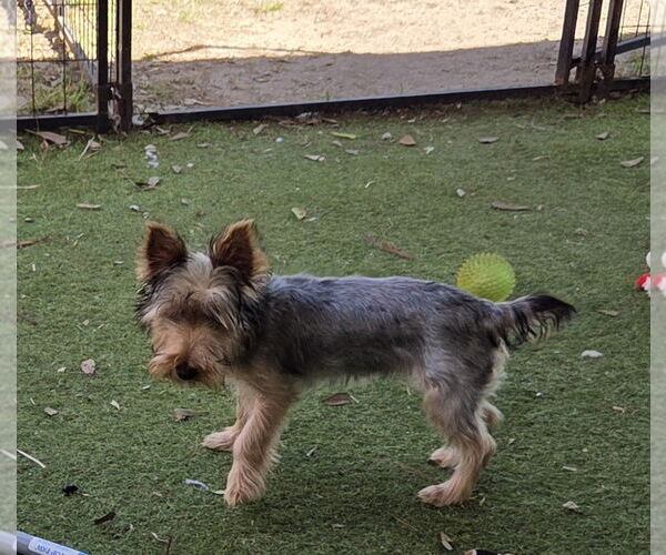 Medium Photo #5 Mutt Puppy For Sale in Spring, TX, USA