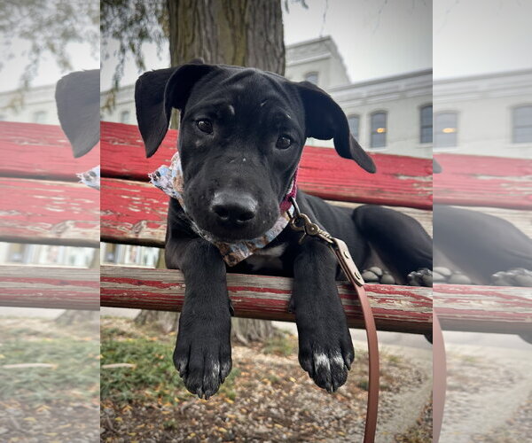 Medium Photo #5 American Pit Bull Terrier-Unknown Mix Puppy For Sale in Germantown, OH, USA