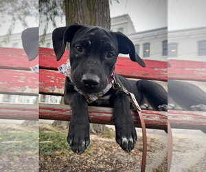 Dollop - Female American Pit Bull Terrier-Unknown Mix Dog for Adoption - Photo #5