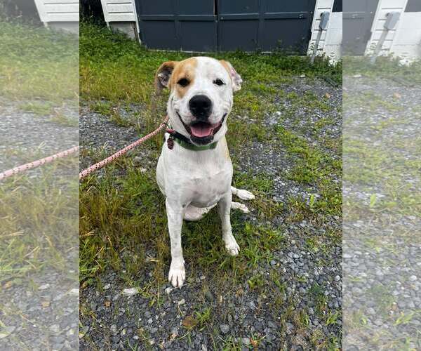 Medium Photo #2 Boxer-Unknown Mix Puppy For Sale in Hinton, WV, USA