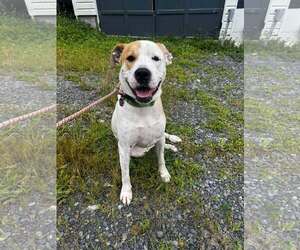 Maxwell (1yo,50lbs) - Male Boxer-Unknown Mix Dog for Adoption - Photo #2