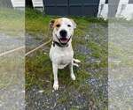 Small Photo #2 Boxer-Unknown Mix Puppy For Sale in Hinton, WV, USA