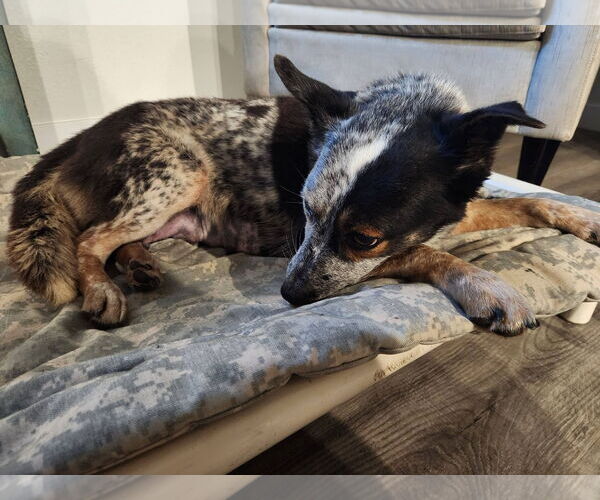 Medium Photo #2 Mutt Puppy For Sale in Paso Robles, CA, USA