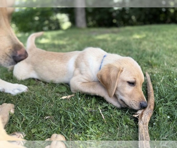Medium Photo #8 Labrador Retriever Puppy For Sale in EAGAN, MN, USA