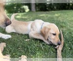 Small #7 Labrador Retriever