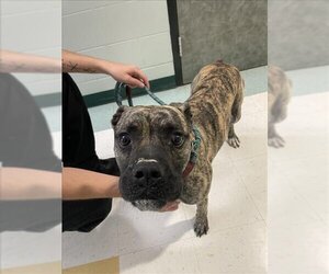Boxer-Unknown Mix Dogs for adoption in Corpus Christi, TX, USA