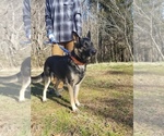 Small Photo #1 German Shepherd Dog Puppy For Sale in KENBRIDGE, VA, USA