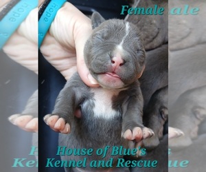American Pit Bull Terrier Puppy for sale in DELAWARE, OH, USA
