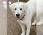 Small Great Pyrenees