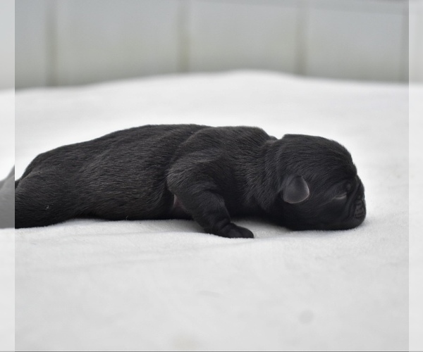 Medium Photo #2 Pug Puppy For Sale in PALM COAST, FL, USA