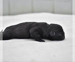 Small #1 Pug