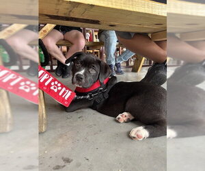 German Wirehaired Pointer Dogs for adoption in Sugar Land, TX, USA