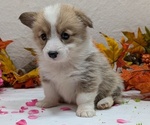 Small #2 Pembroke Welsh Corgi
