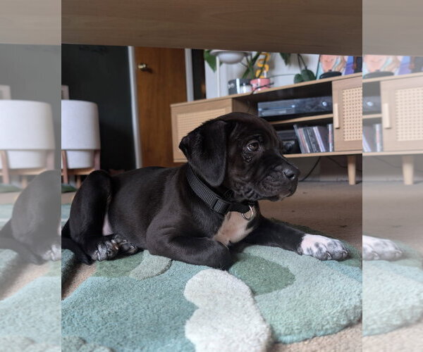 Medium Photo #2 Labrador Retriever-Unknown Mix Puppy For Sale in Aurora, CO, USA