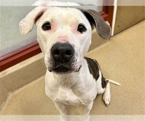 American Staffordshire Terrier-Unknown Mix Dogs for adoption in Raleigh, NC, USA