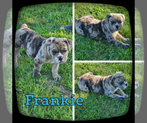 Olde English Bulldogge Puppy for sale in WHEELER, MI, USA