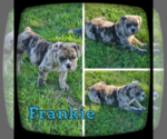 Image preview for Ad Listing. Nickname: Frankie