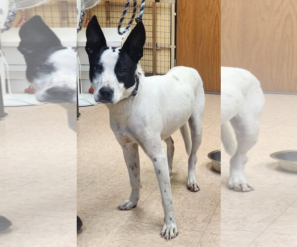 Medium Photo #3  Puppy For Sale in , 