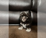Small Photo #6 Havanese Puppy For Sale in MISHAWAKA, IN, USA