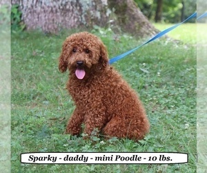 Father of the Cavapoo puppies born on 03/11/2025