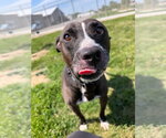 Small #2 Staffordshire Bull Terrier